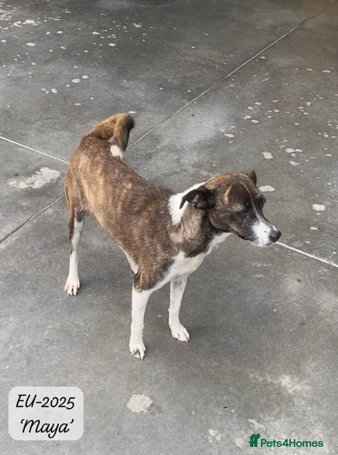 Mixed Breed dogs for adoption: Maya, 1 yr old approx, Available for adoption. - Image 6
