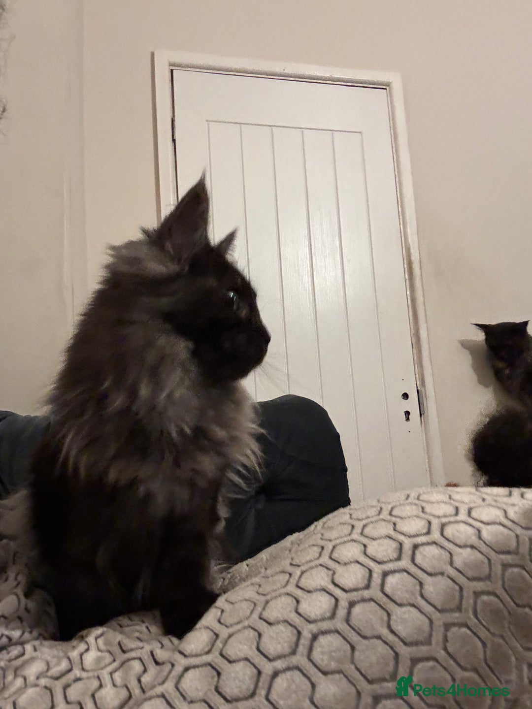 Maine Coon cats for sale: Maincoon boys - Image 6