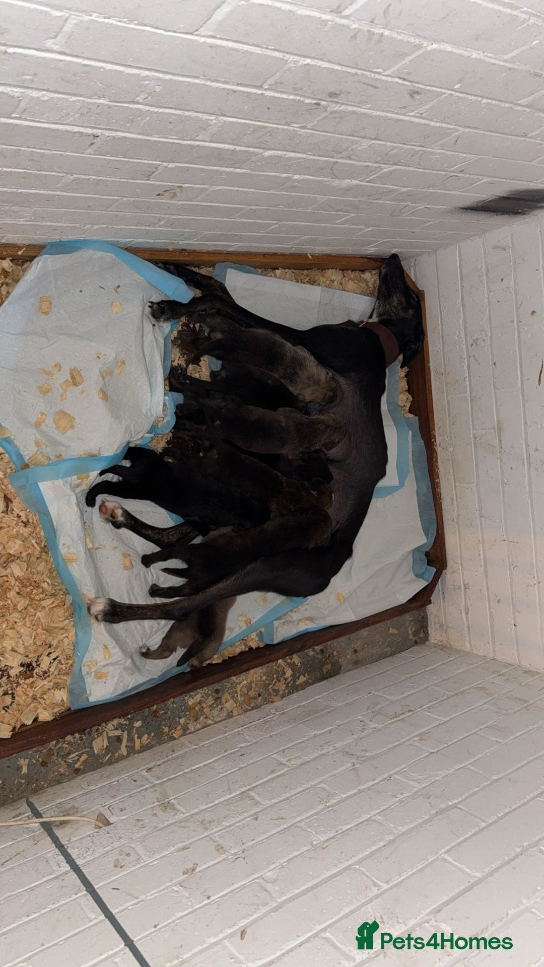 Lurcher dogs for sale: Bull lurcher puppies - Image 12