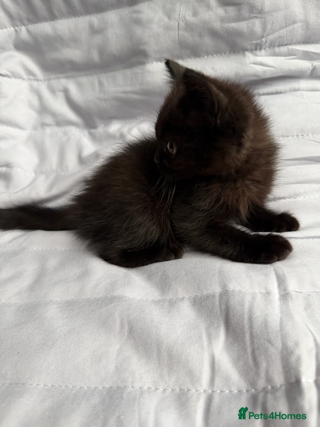 British Shorthair cats for sale: Pedigree BSH British cat kittens  - Advert 3