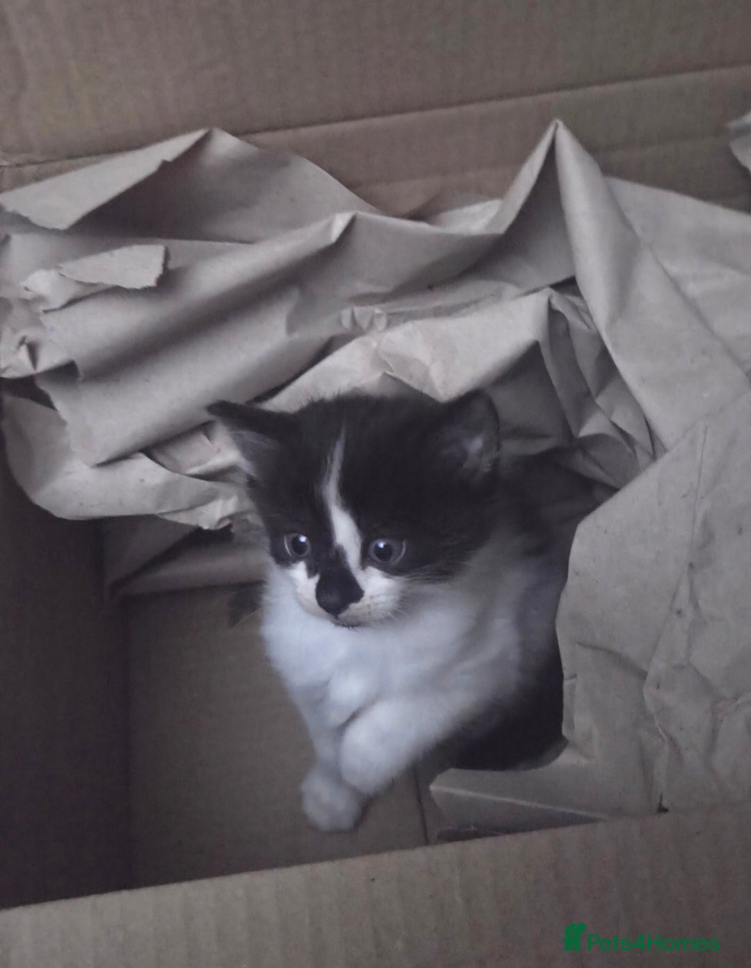 European cats for sale: 8 kittens looking for a new home for 2026! - Advert 11