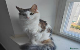 Maine Coon cats for sale: Norwegian Forest Mix Cat - Image 4