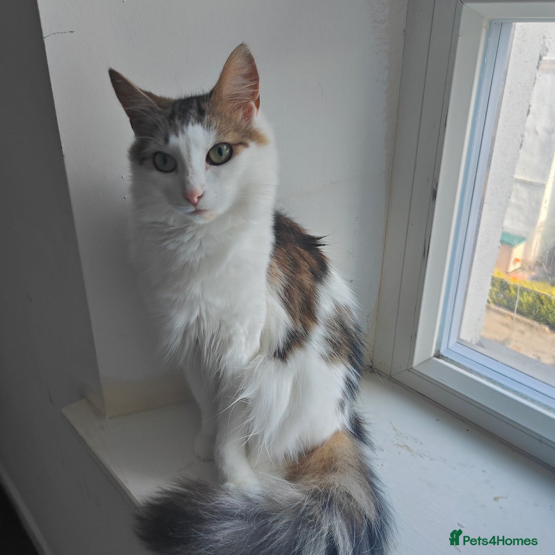 Maine Coon cats for sale: Norwegian Forest Mix Cat - Image 4