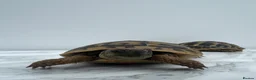 Hermann Tortoise reptiles for sale: Pair of Hermann's Tortoises with Complete Setup - Advert 10