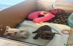 French Bulldog dogs for sale: Two French bulldogs  ** s - Image 2