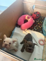 French Bulldog dogs - Advert 4