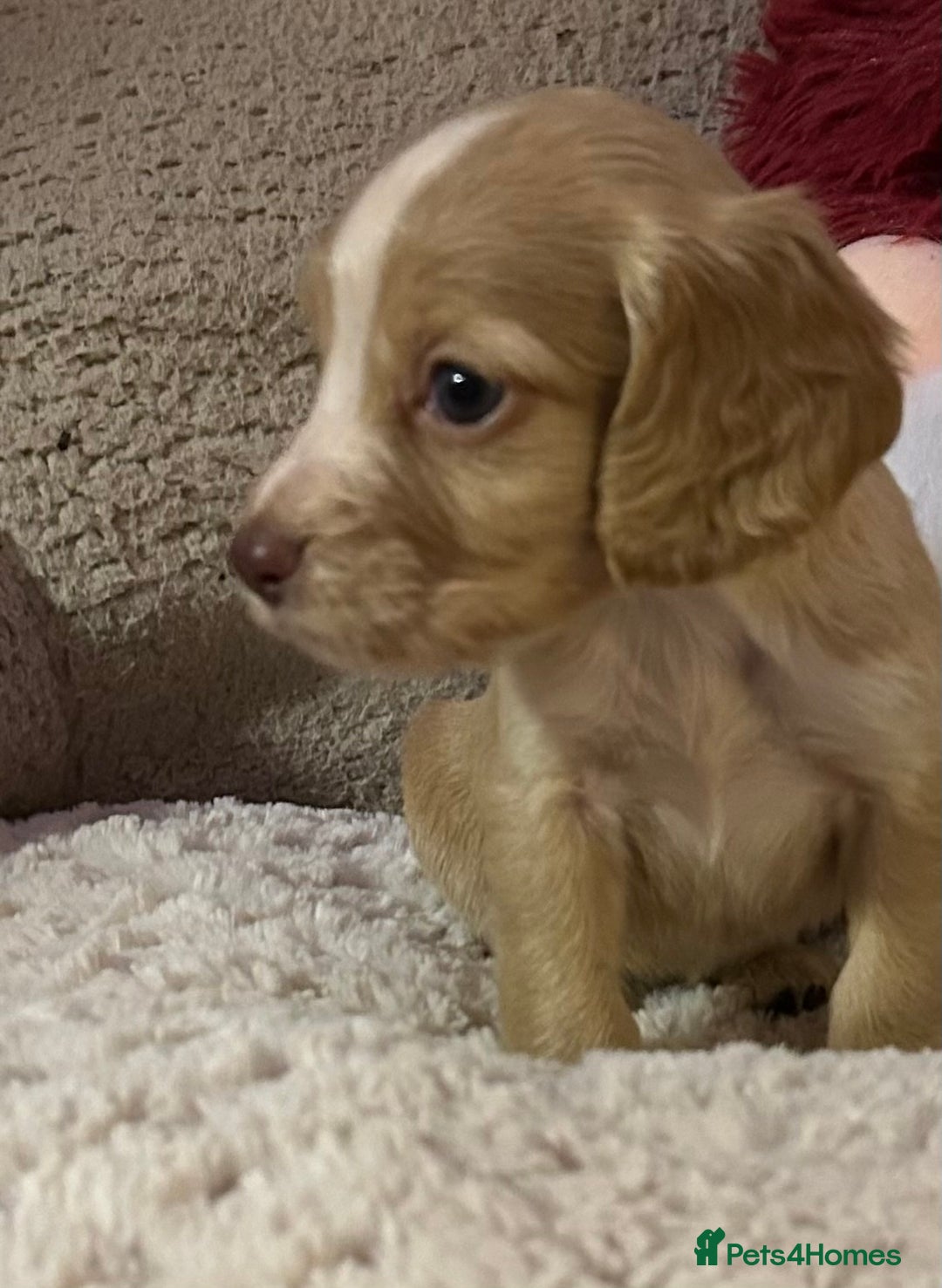 Cocker Spaniel dogs for sale: KC Registered Working Cocker Spaniels - Advert 10