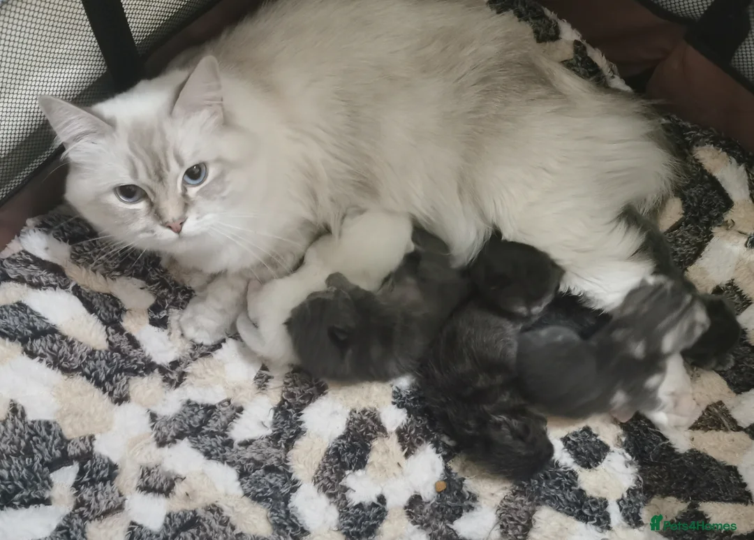 Ragdoll cats for sale: Gorgeous Ragdoll BSH kittens - Advert 9
