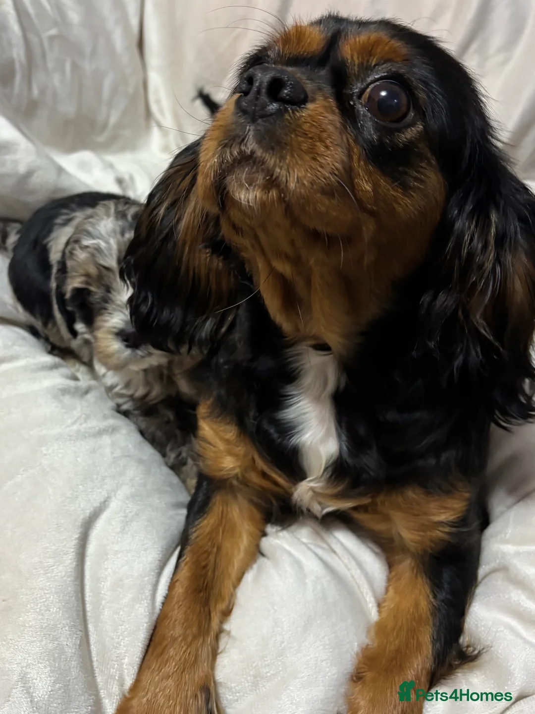 Cavapoo dogs for sale: Gorgeous Cavapoo Pups - Advert 9