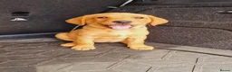 Labrador Retriever dogs for sale: READY NOW!!! KC registered Labrador Retriever  - Advert 9