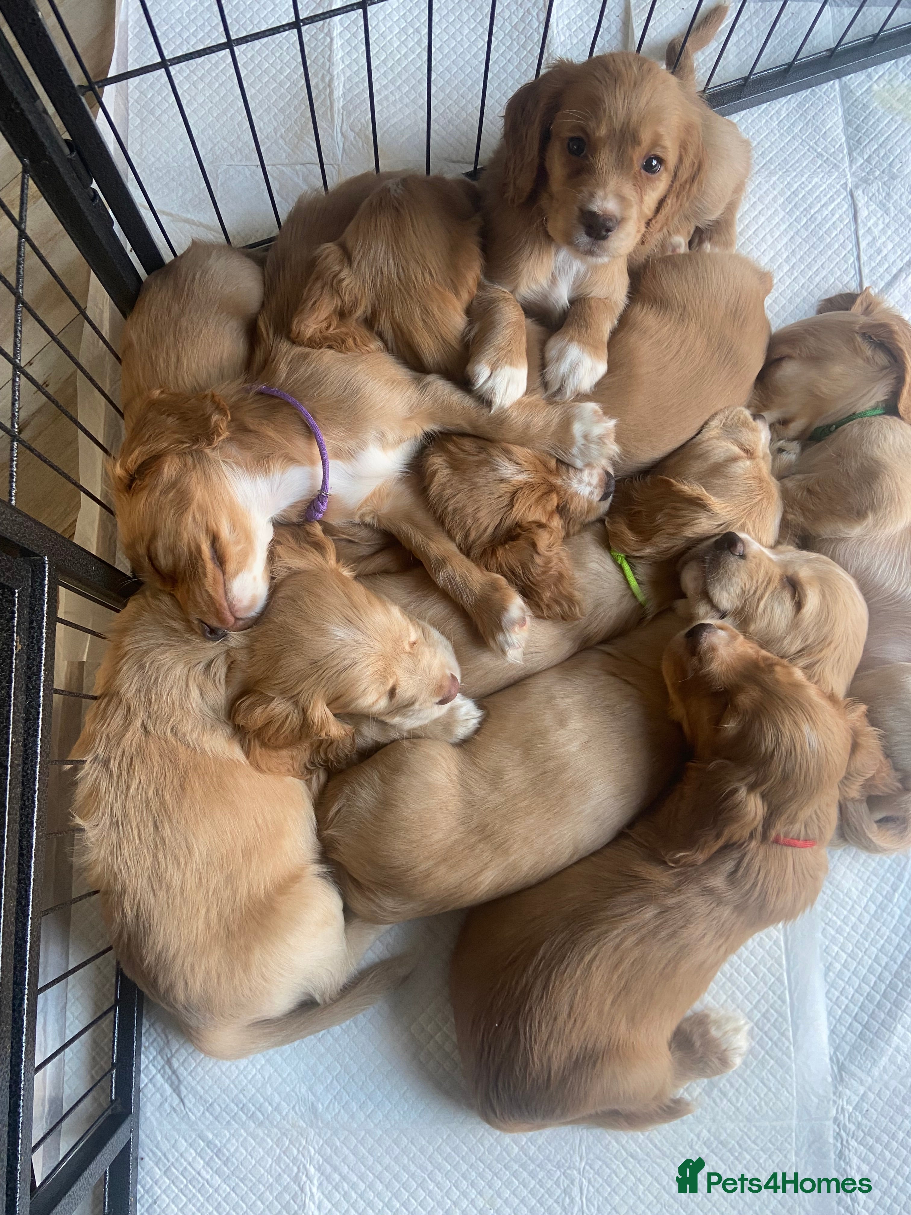 Cocker Spaniel dogs Working Cocker Spaniel Puppies - Advert 12