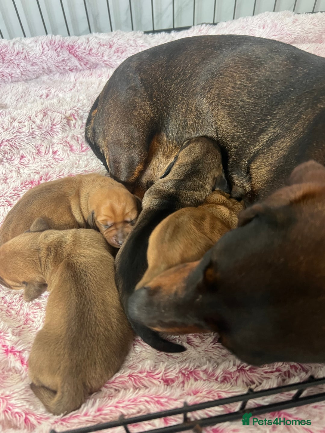Dachshund dogs for sale: Dachshund/ long haired  - Image 13