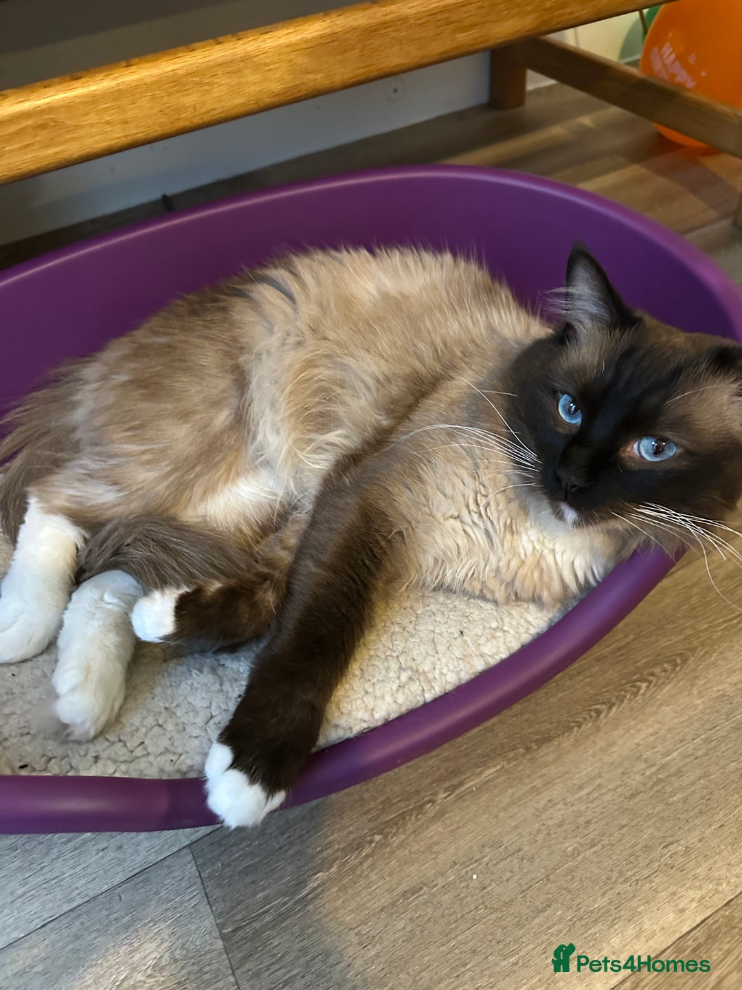 Ragdoll cats for sale: 🐾 Loving 21-Month-Old Male Seal Mitted Ragdoll 🐾 - Image 2