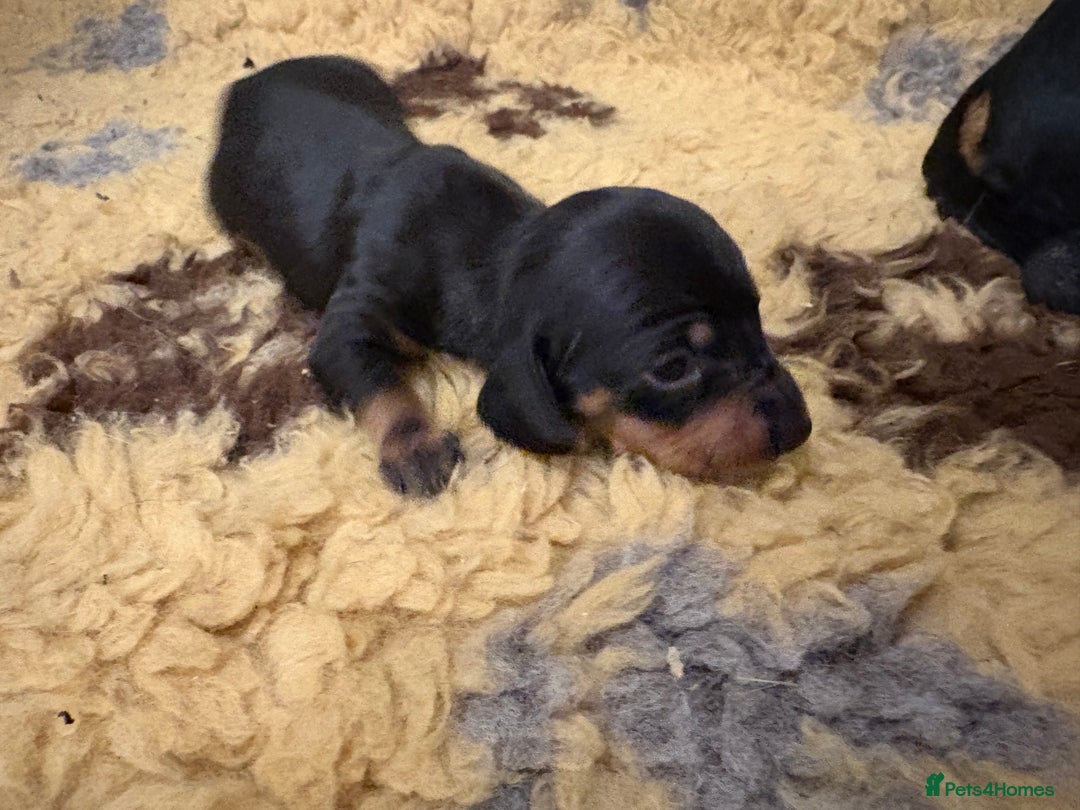 Miniature Dachshund dogs for sale: Miniature dachshund puppies  - Image 4