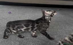 Bengal cats for sale: Exceptional breed quality bengals  - Image 5
