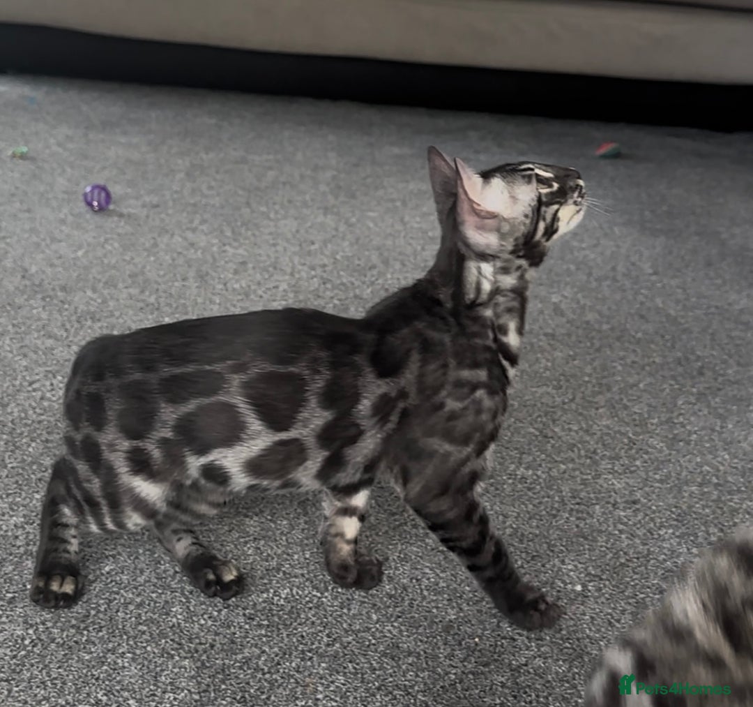 Bengal cats for sale: Exceptional breed quality bengals  - Image 5