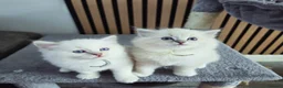 Ragdoll cats for sale: 🩷TICA registered Ragdolls🩷 - Advert 32