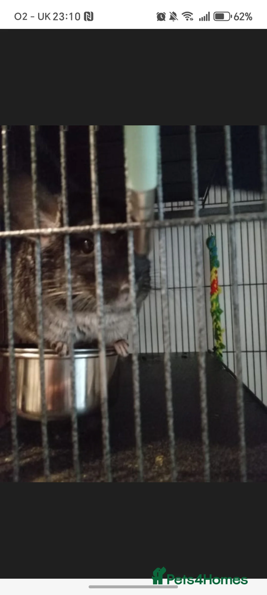 Chinchilla rodents for sale: 3 chinchillas - Advert 2