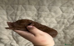 Cavapoo dogs for sale: 💫1 GIRL LEFT TOY CAVAPOO PUPPYS HEALTH TESTED 💫  - Advert 14