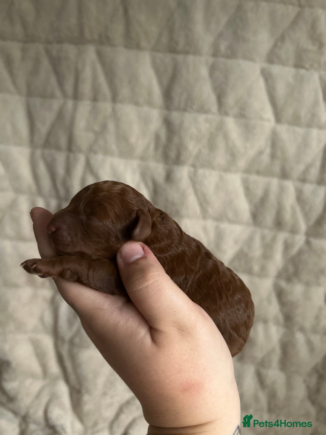 Cavapoo dogs for sale: 💫1 GIRL LEFT TOY CAVAPOO PUPPYS HEALTH TESTED 💫  - Advert 14