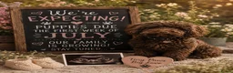 Cockapoo dogs for sale: Waiting list- F1BB cockapoo puppies  - Advert 1