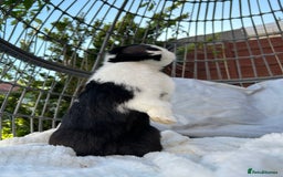 Mini Lop rabbits for sale: Two male mini lop rabbits looking for forever home - Advert 7