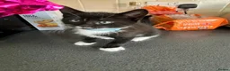 Mixed Breed cats for sale: Stunning Kittens Ready Now - Advert 27