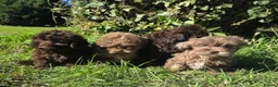 Shihpoo dogs for sale: Ready now toy shihpoos vaccinated. - Advert 7