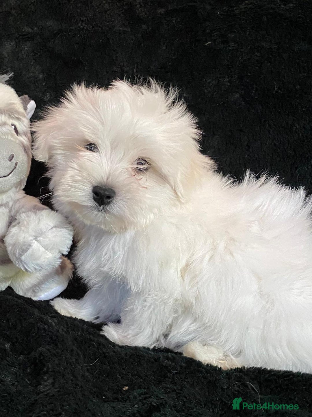 Maltese dogs for sale: Maltese puppies for sale  - Advert 20