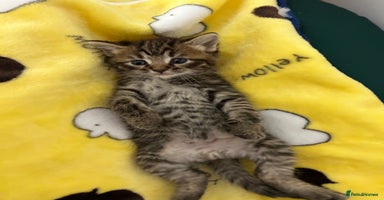 Mixed Breed cats - Advert 14