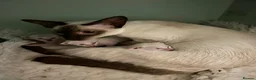 Siamese cats for sale: Two lovely adult Siamese need a new home - Advert 3