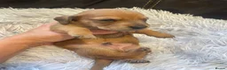 Miniature Dachshund dogs for sale: Beautiful Purebred Miniature Dachshund Puppies 🐾 - Advert 19
