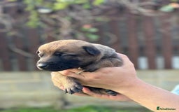 Belgian Shepherd Dog dogs for sale: Beautiful Belgian Malinois Puppies  - Image 8