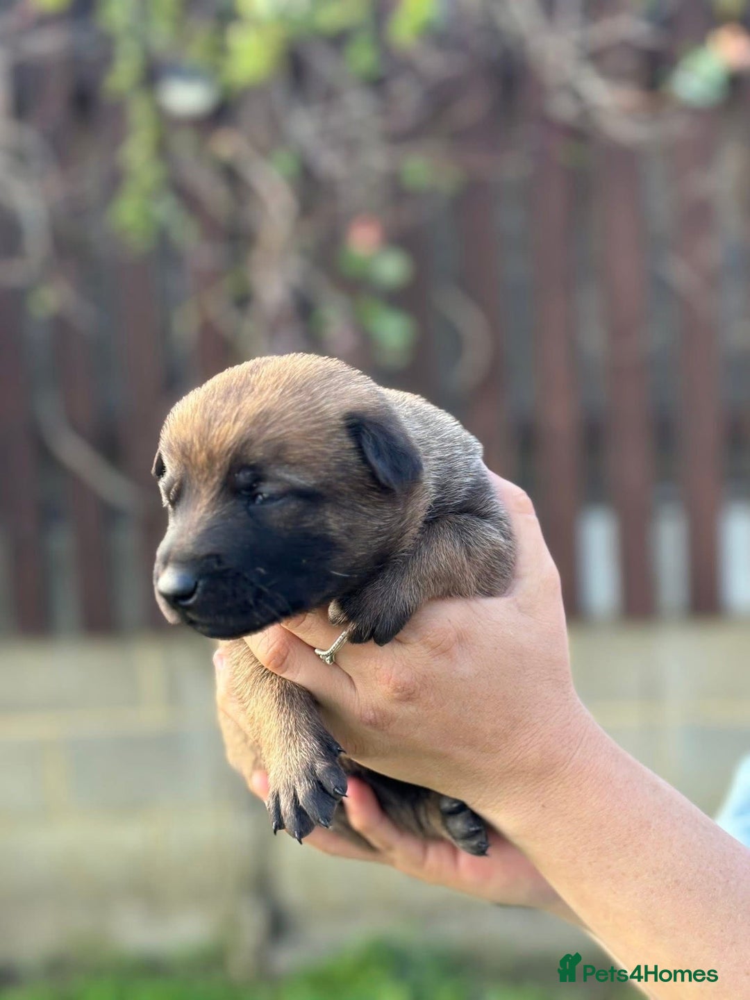 Belgian Shepherd Dog dogs for sale: Beautiful Belgian Malinois Puppies  - Image 8