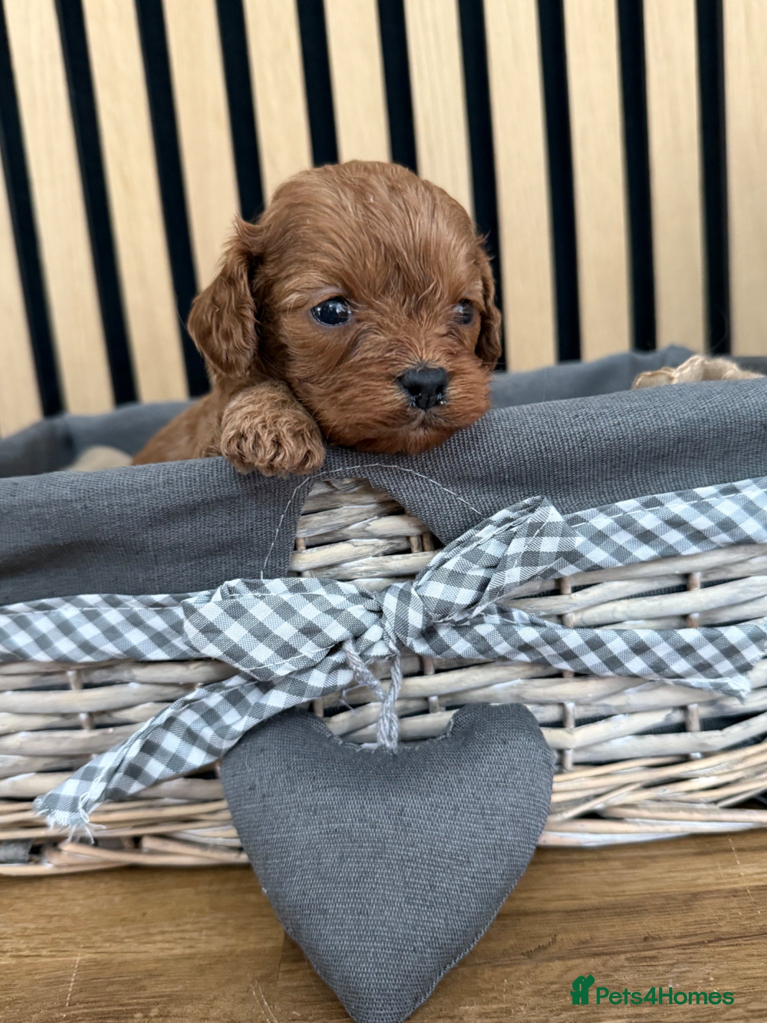 Cavapoo dogs for sale: Stunning F1 Ruby Red Cavapoos - Advert 6