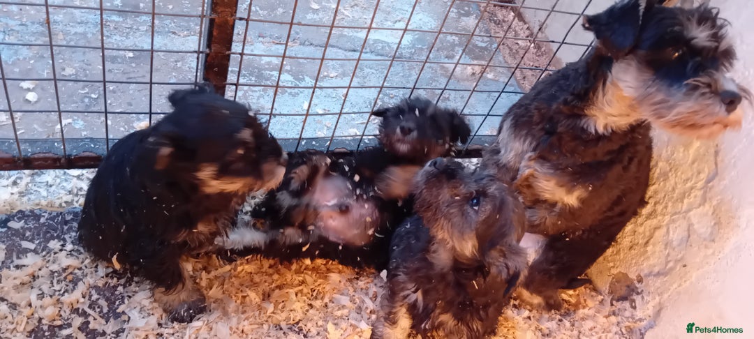 Miniature Schnauzer dogs for sale: Miniature Schnauzer pups, Aberdeenshire  - Image 2