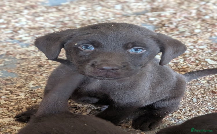 Labrador Retriever dogs - Advert 16