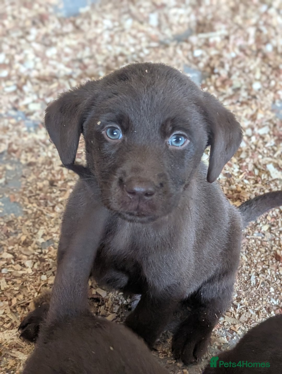Labrador Retriever dogs for sale: Working Line Chocolate Labrador puppies  - Image 1