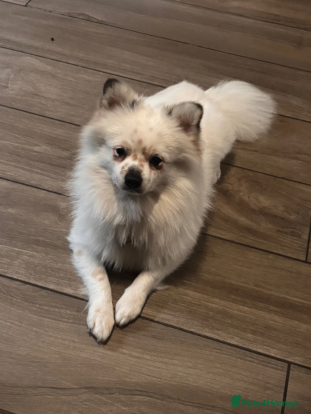 Pomeranian dogs for stud: STUD. Male pomeranian available for stud - Advert 2