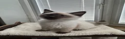 Ragdoll cats for sale: GCCF REG RAGDOLL KITTENS LILAC CHOC SEAL  - Advert 13