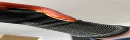 Corn Snake reptiles for sale:  Sunglow cornsnake with full setup and accessories in Colchester - Advert 1
