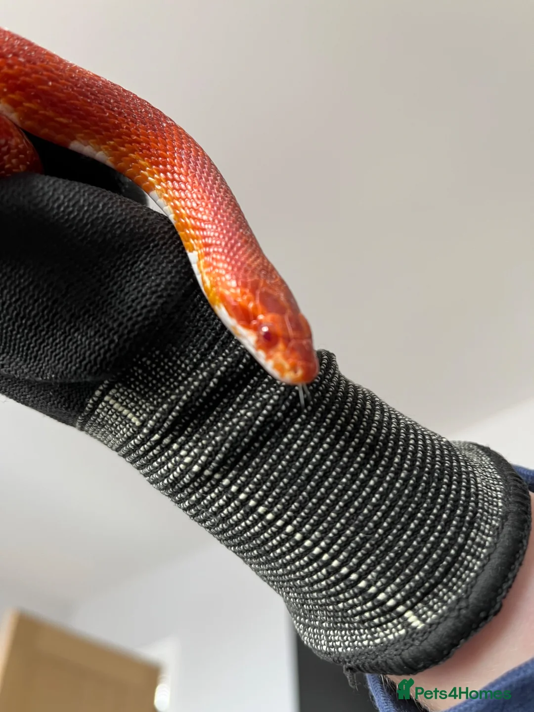 Corn Snake reptiles for sale:  Sunglow cornsnake with full setup and accessories in Colchester - Advert 1