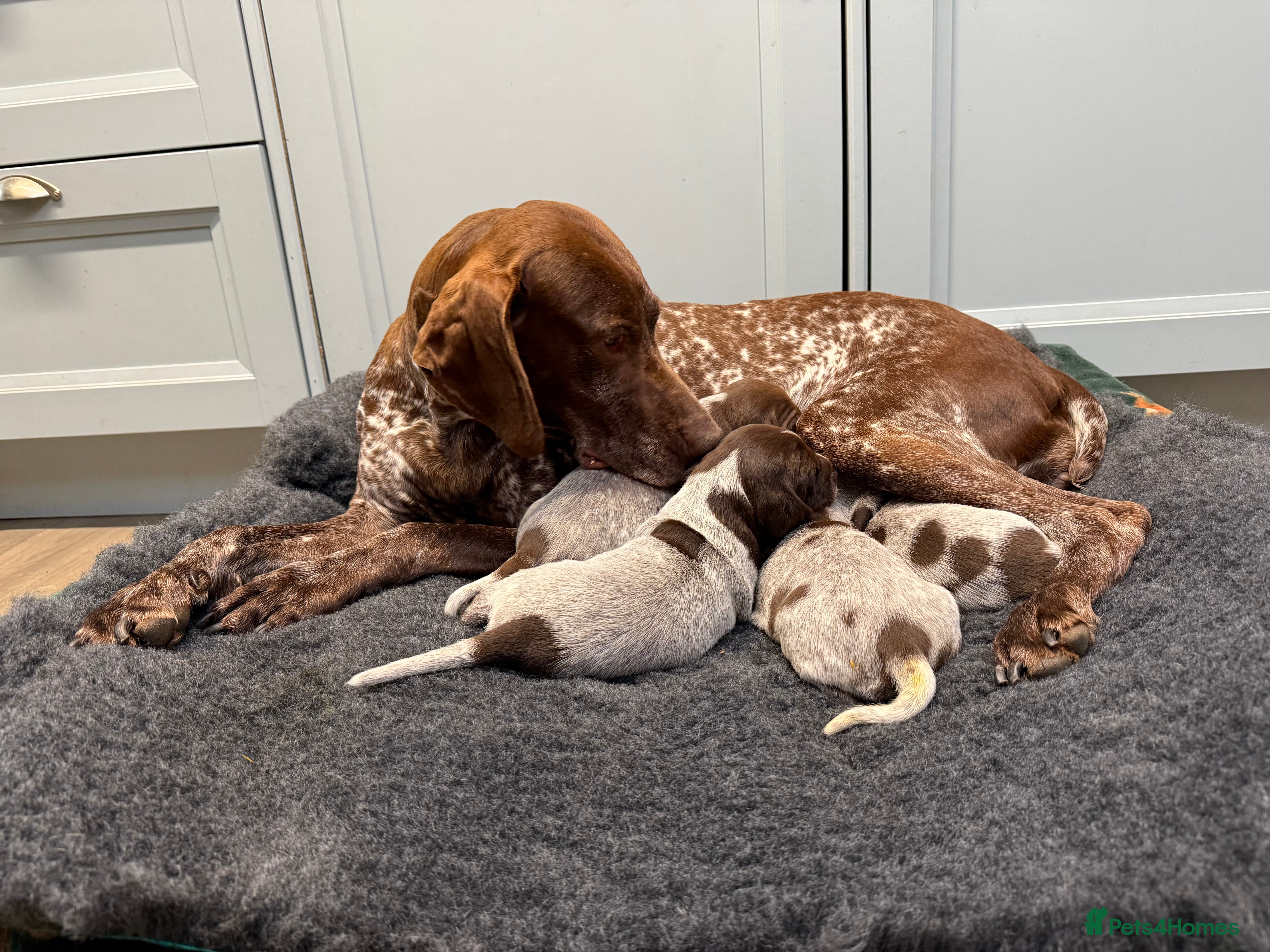 German Shorthaired Pointer dogs KC German Shorthaired Pointer Puppies - Advert 1