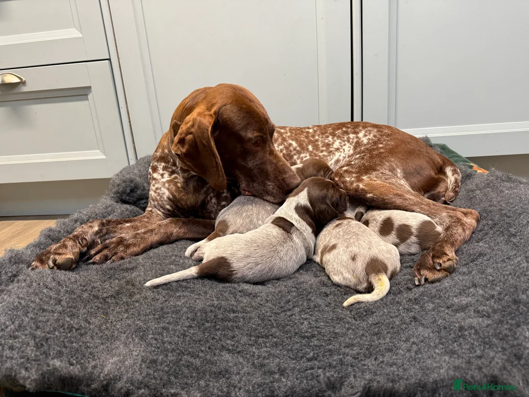 German Shorthaired Pointer dogs for sale: KC German Shorthaired Pointer Puppies - Advert 1