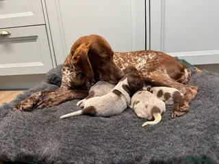 German Shorthaired Pointer dogs KC German Shorthaired Pointer Puppies - Advert 10