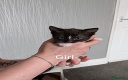 Mixed Breed cats for sale: Beautiful kittens  - Image 5