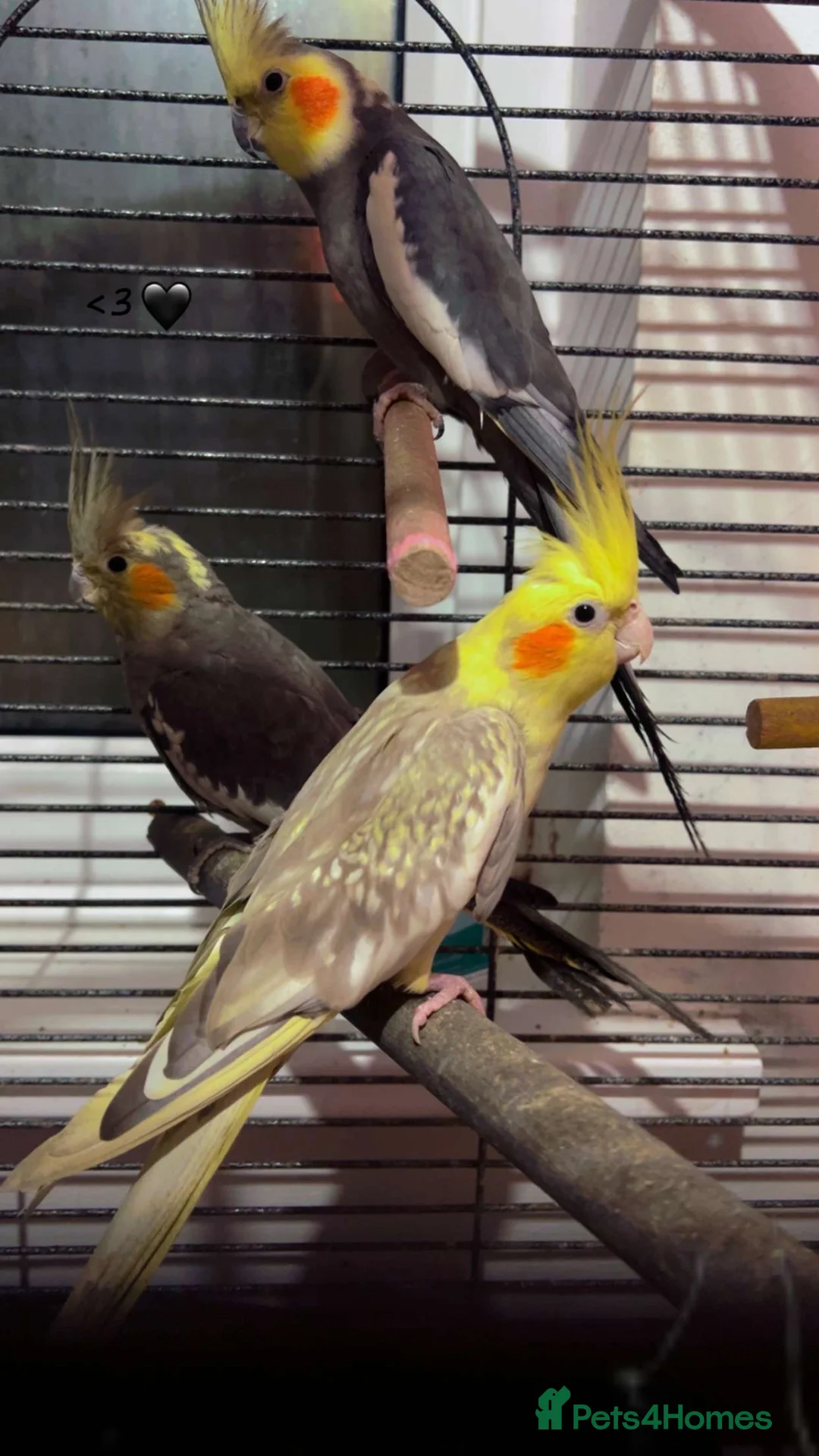 Cockatiels birds for sale: Cockatiel  - Advert 2