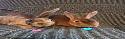 Rex rabbits for sale: Breeding pair of Unrelated mini rex - Advert 5