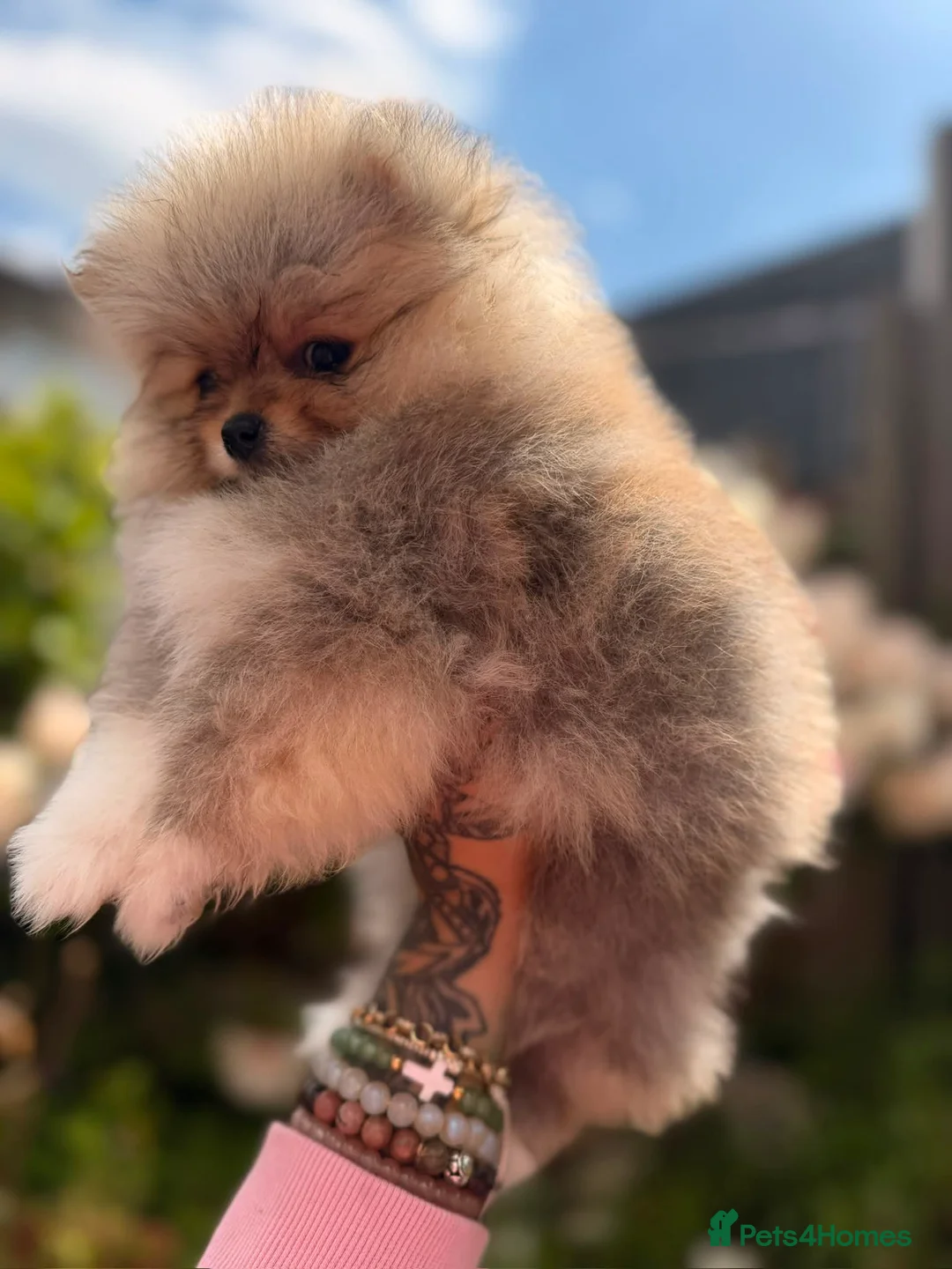 Pomeranian dogs for sale: Fluffy Sable Poms - Advert 2