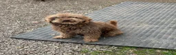 Cockapoo dogs for sale: Colourful Cockapoo Pups - Advert 4